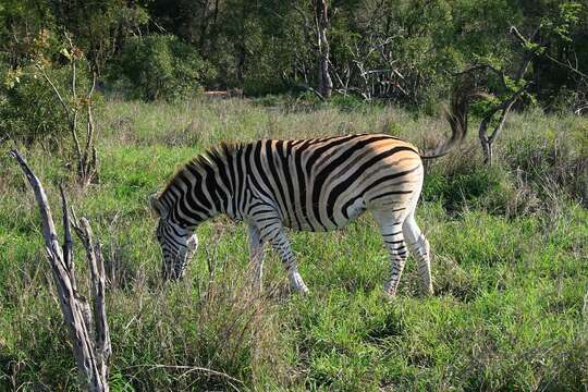 Image of Burchell's zebra