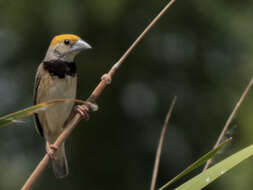 Image of Black-breasted Weaver