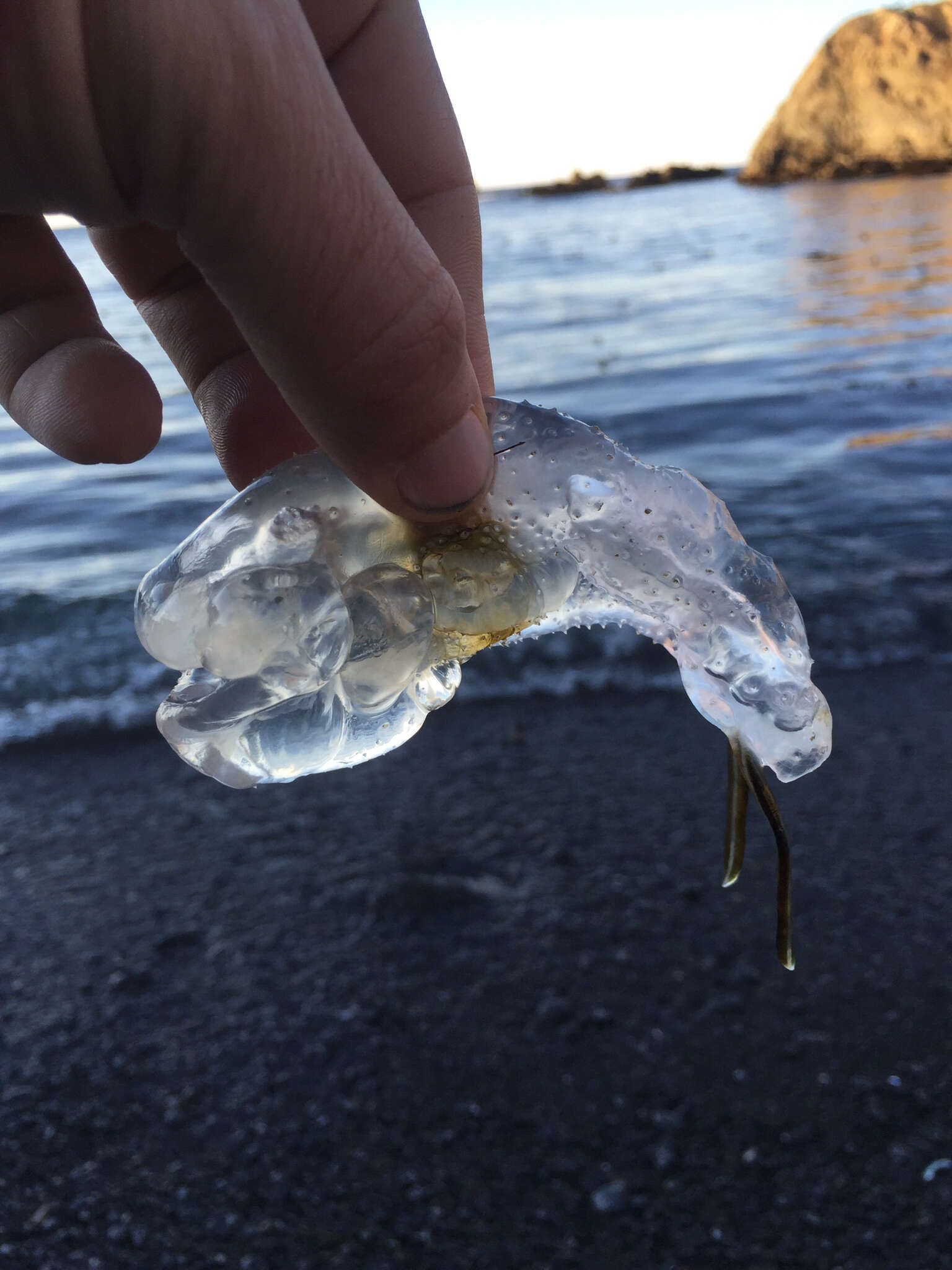 Image of salps