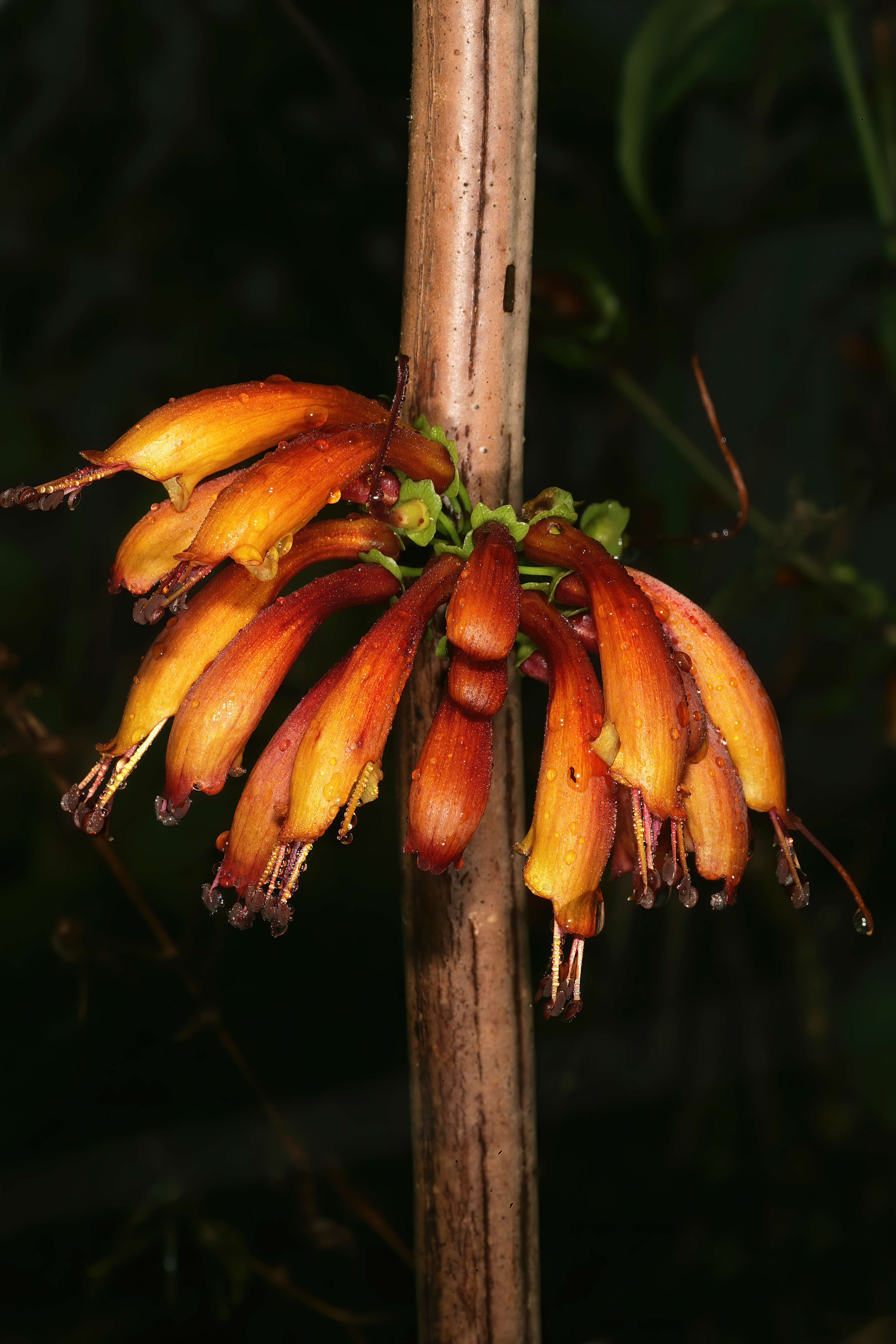 Imagem de Halleria lucida L.