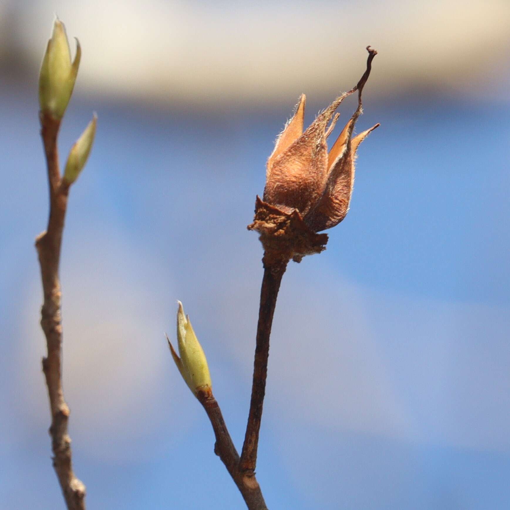 Imagem de Stewartia pseudocamellia Maxim.