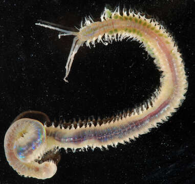 Image of Ornate worm