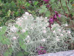 Image of Three-nerved Pearly Everlasting