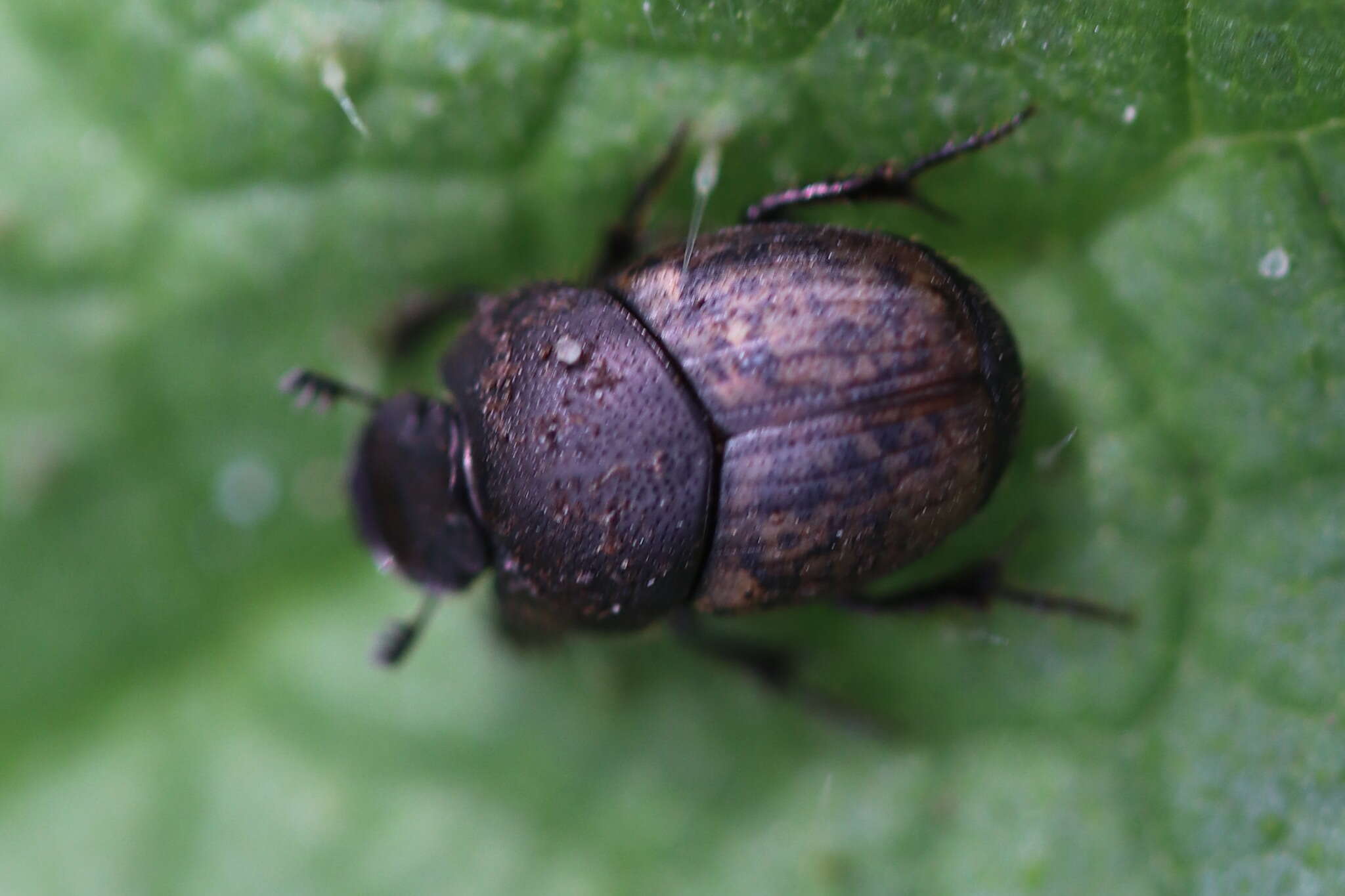 Image of Onthophagus (Palaeonthophagus) nuchicornis (Linnaeus 1758)