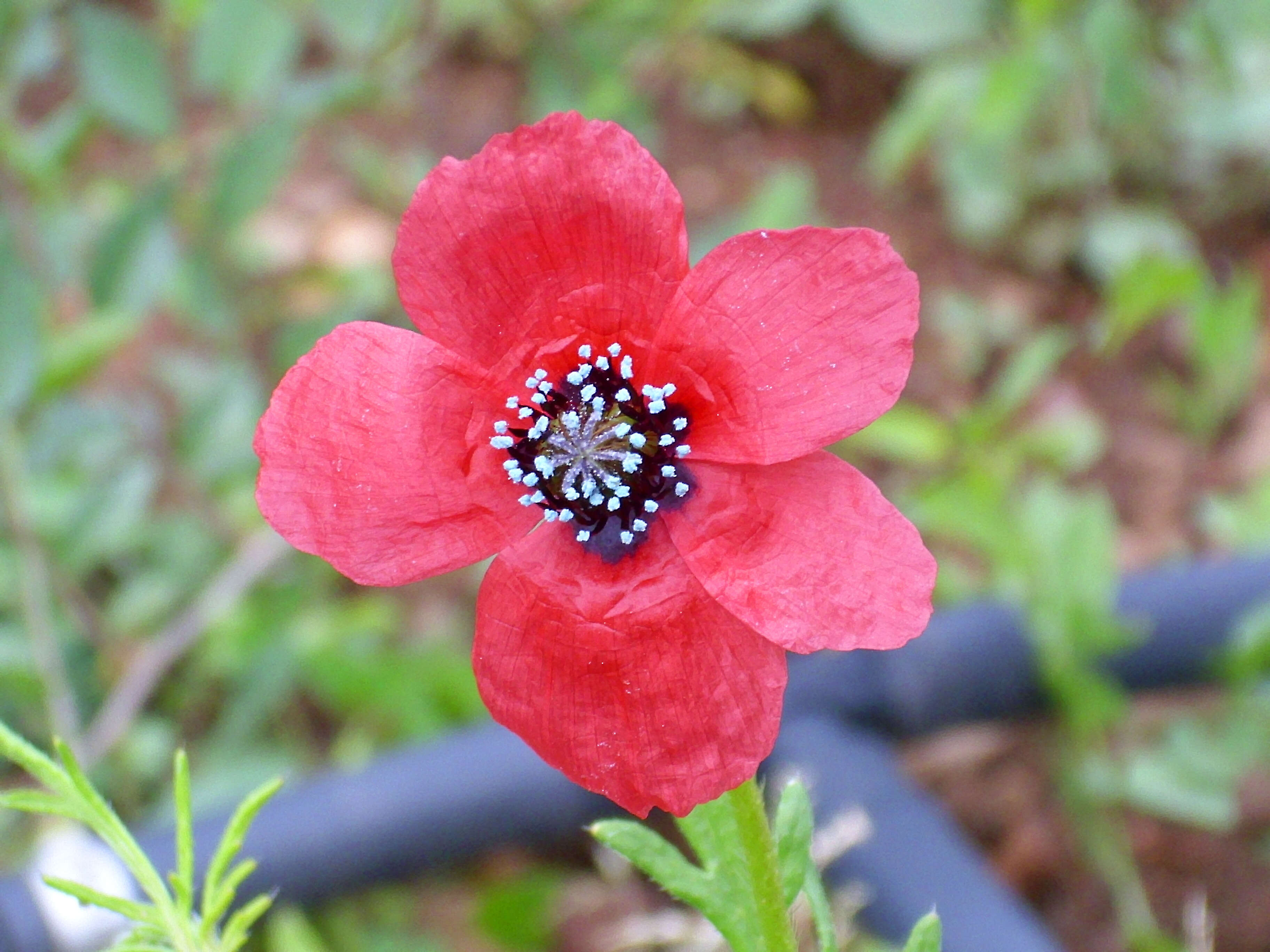 Image of round pricklyhead poppy