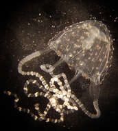 Image of Irukandji jellyfish
