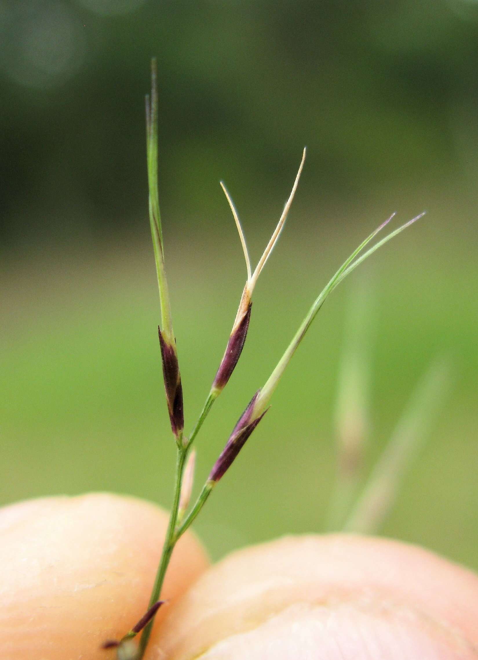 Слика од Aristida vagans Cav.