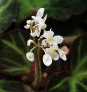 Image de Begonia soli-mutata