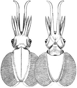 Plancia ëd Chtenopteryx Appellöf 1890