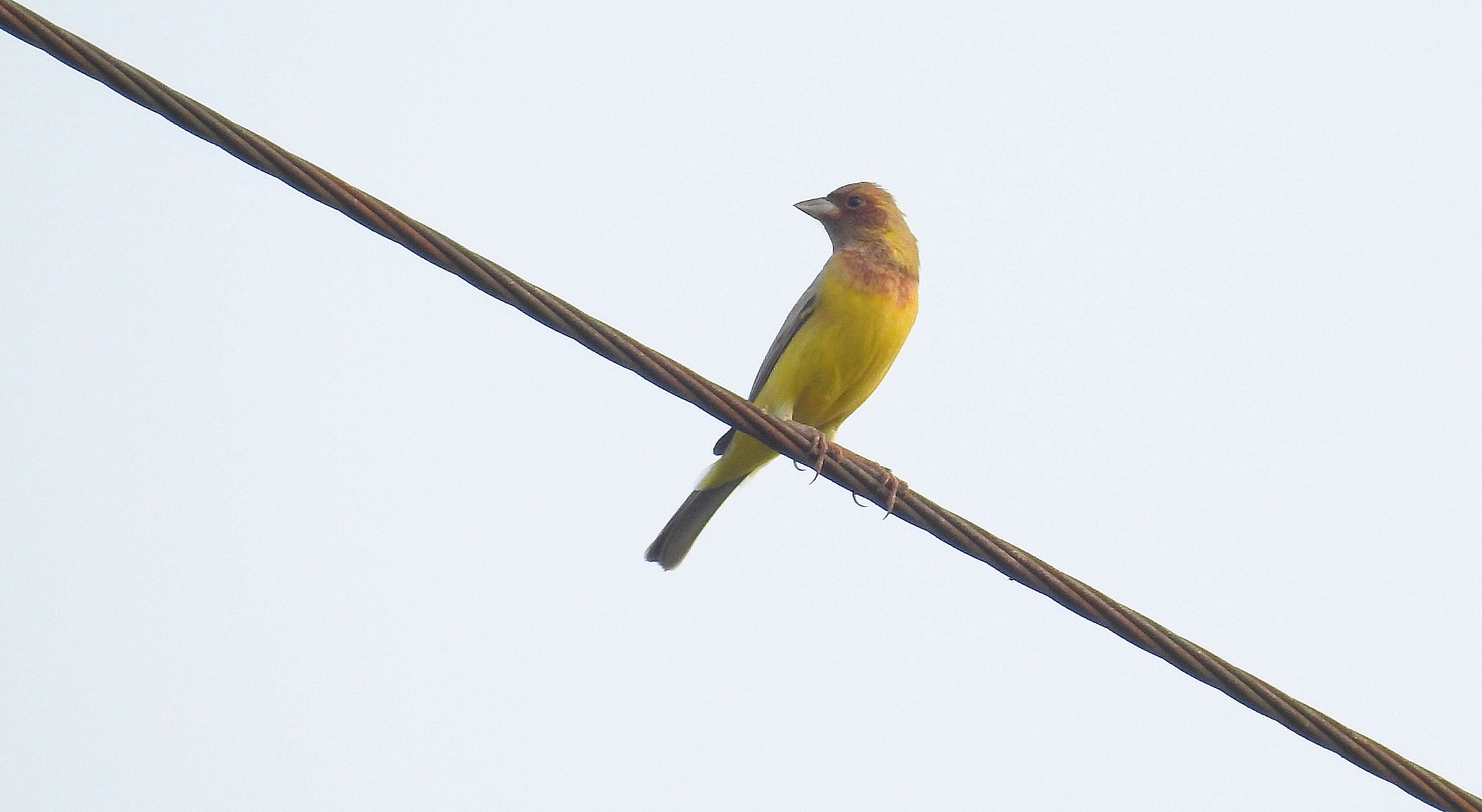 Image of Brown-headed Bunting