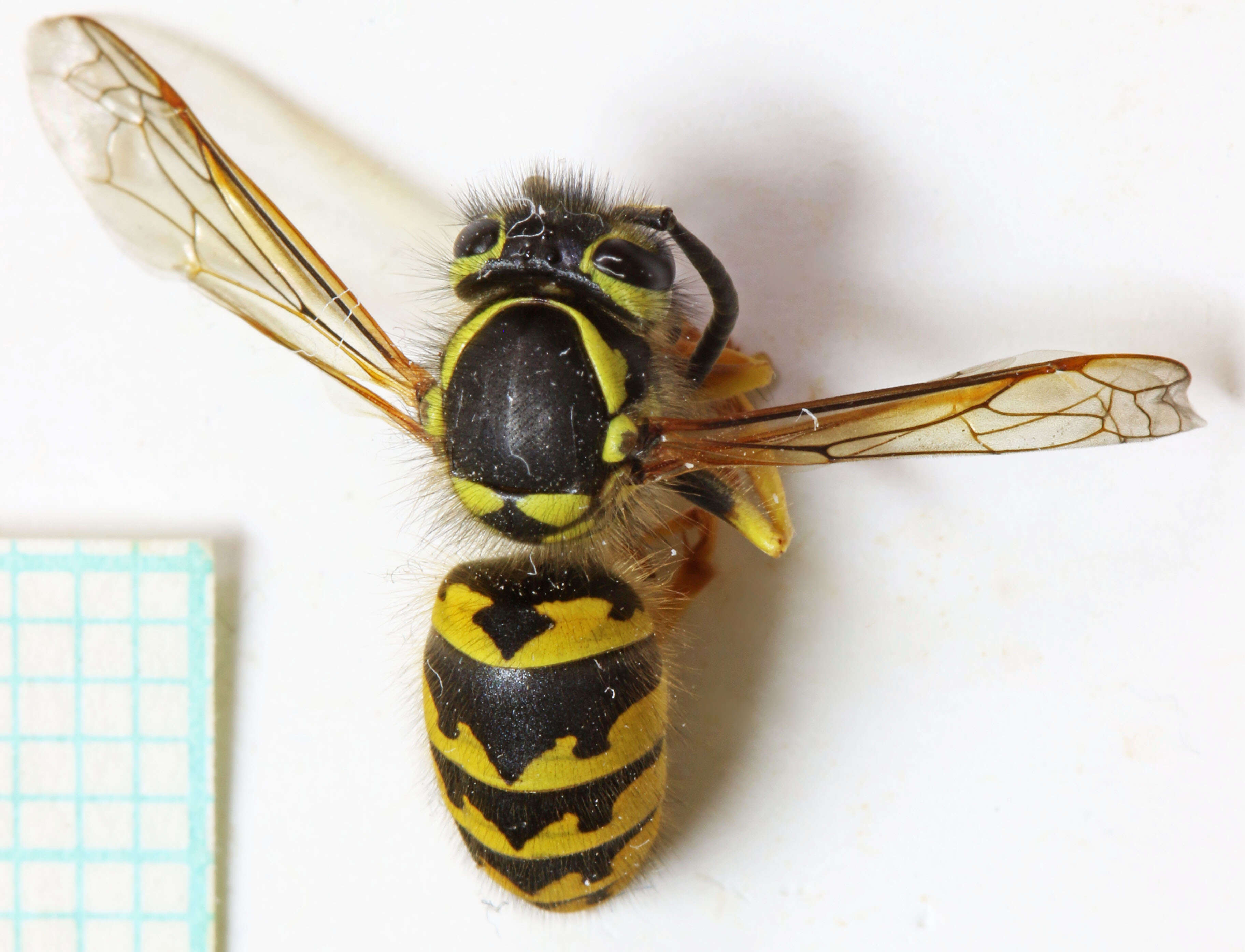 Sivun Vespula pensylvanica (de Saussure 1857) kuva