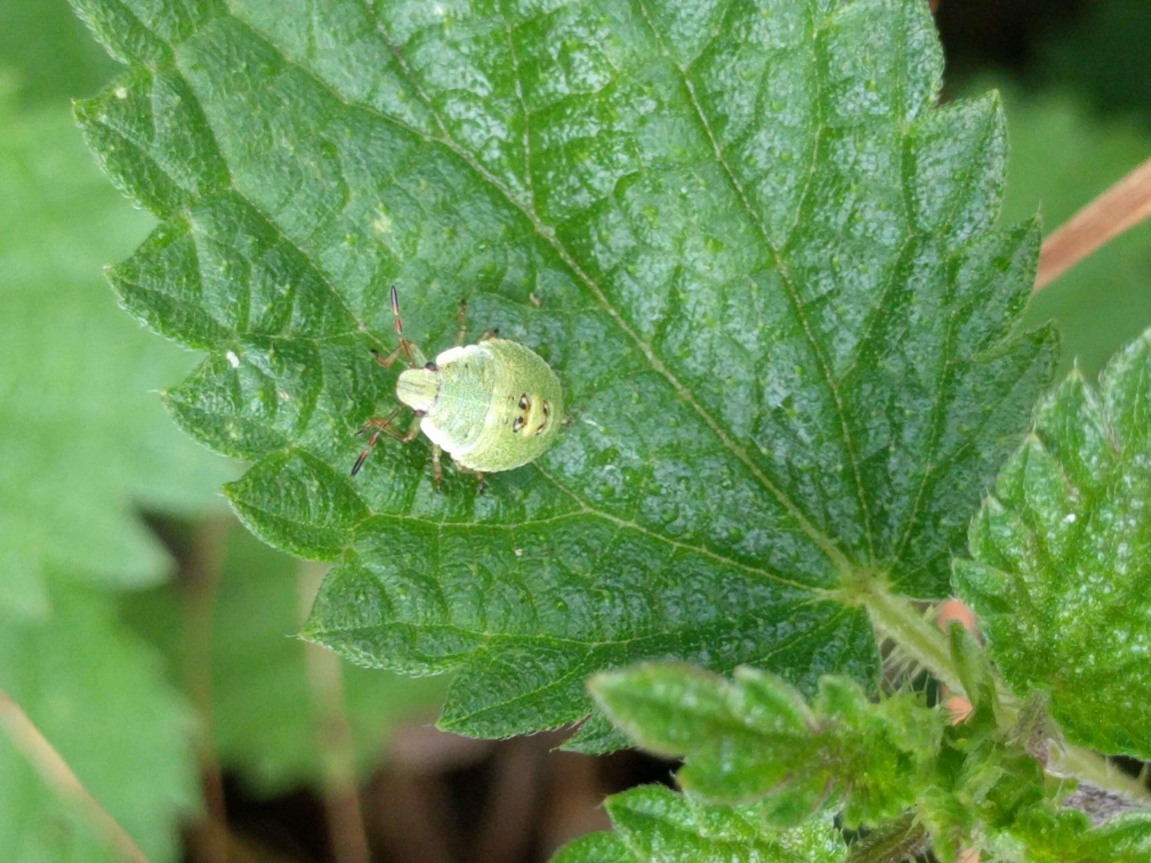 Image of sloe bug