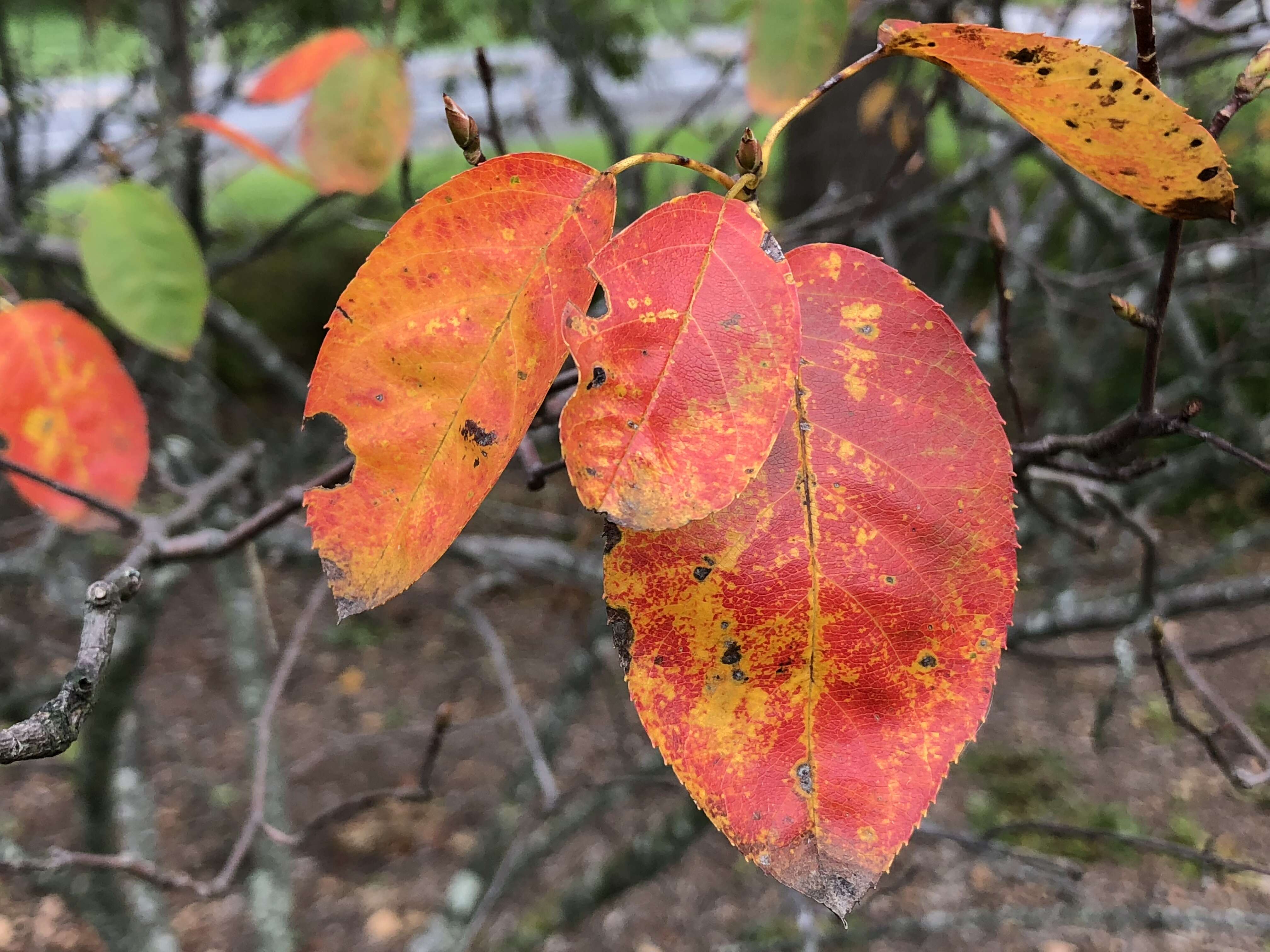 Image of Amelanchier grandiflora Rehd.