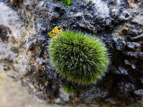 Image of pulvinate dry rock moss