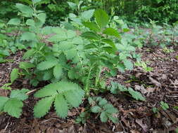 Image of fragrant agrimony