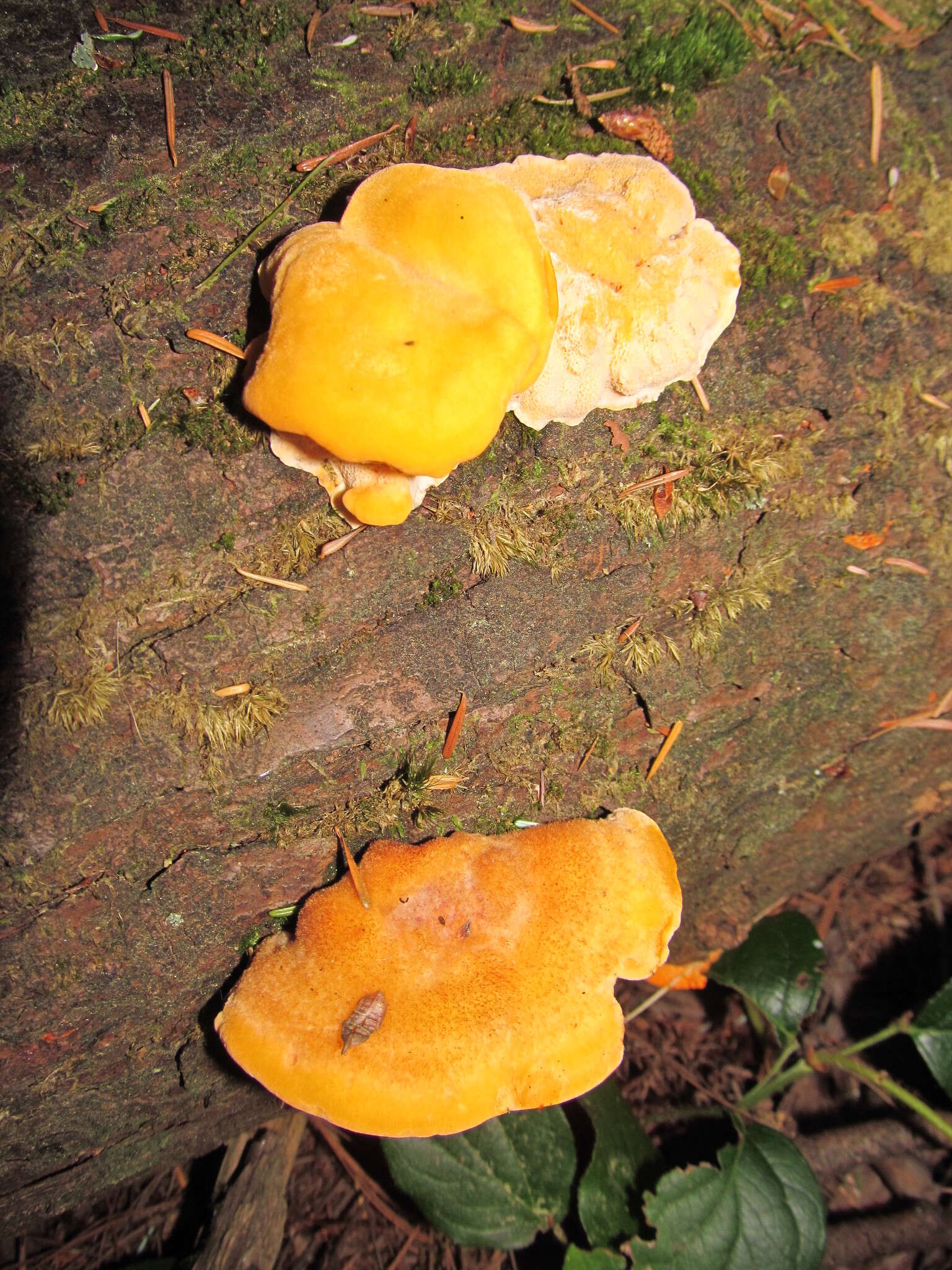 Image of Pycnoporellus fulgens (Fr.) Donk 1971