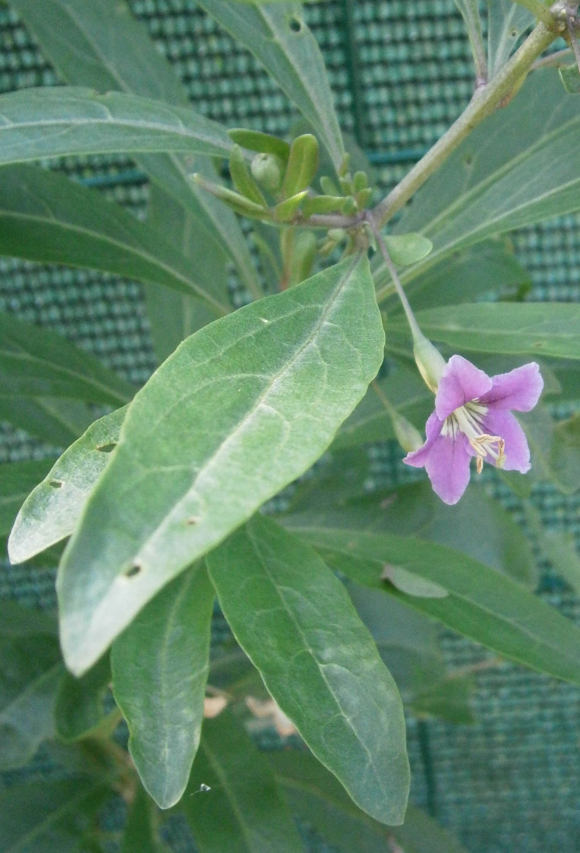 Image of matrimony vine