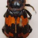 Imagem de Nicrophorus (Nicrophorus) sepultor (Charpentier & T. 1825)