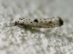 Image of black-tipped ermine