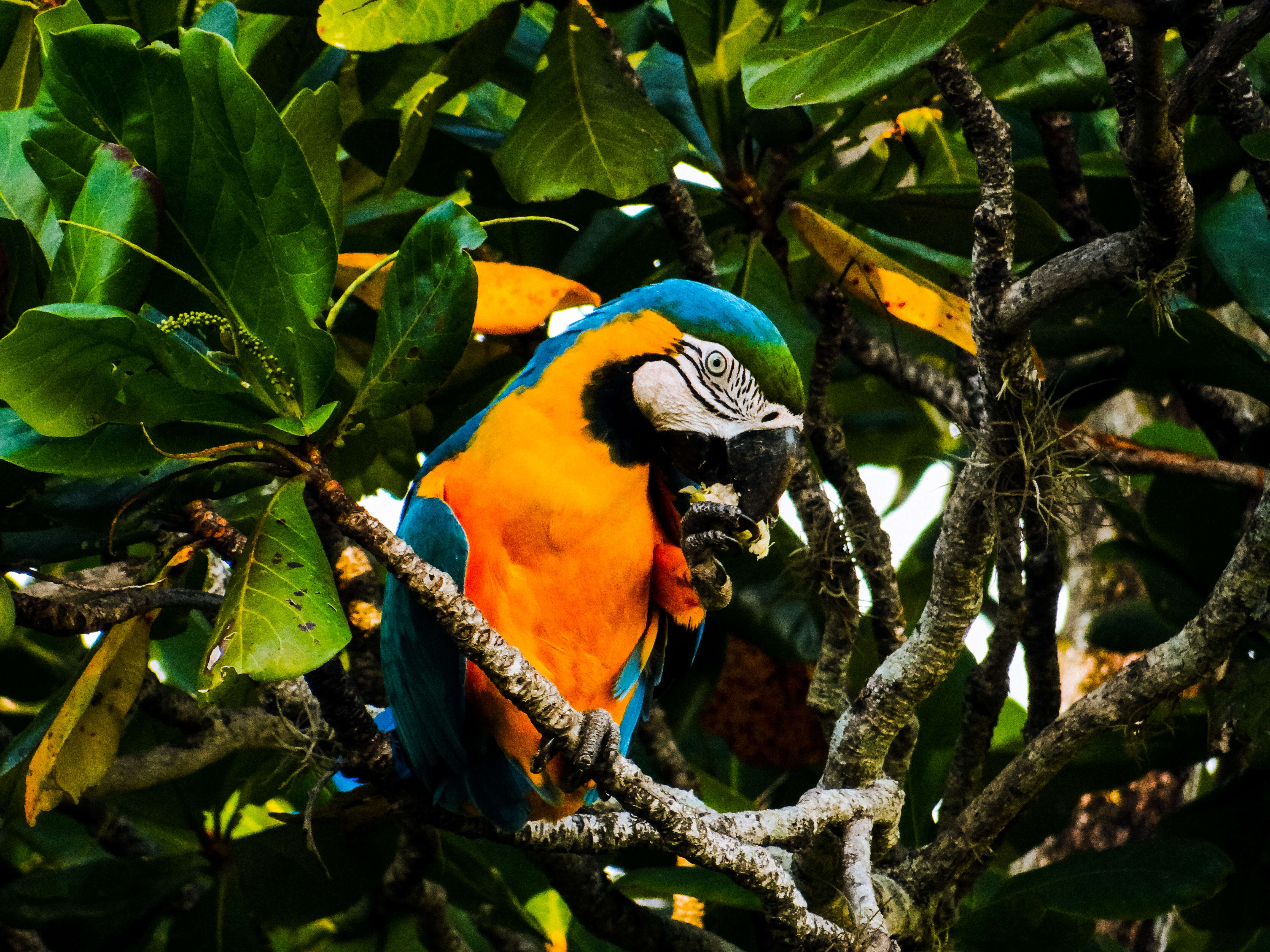 Image of Blue-and-yellow Macaw