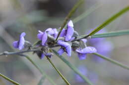 Image of Blue Bonnet