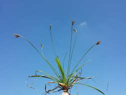 Image of Carex ornithopoda Willd.