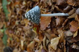 Imagem de Coprinopsis picacea (Bull.) Redhead, Vilgalys & Moncalvo 2001