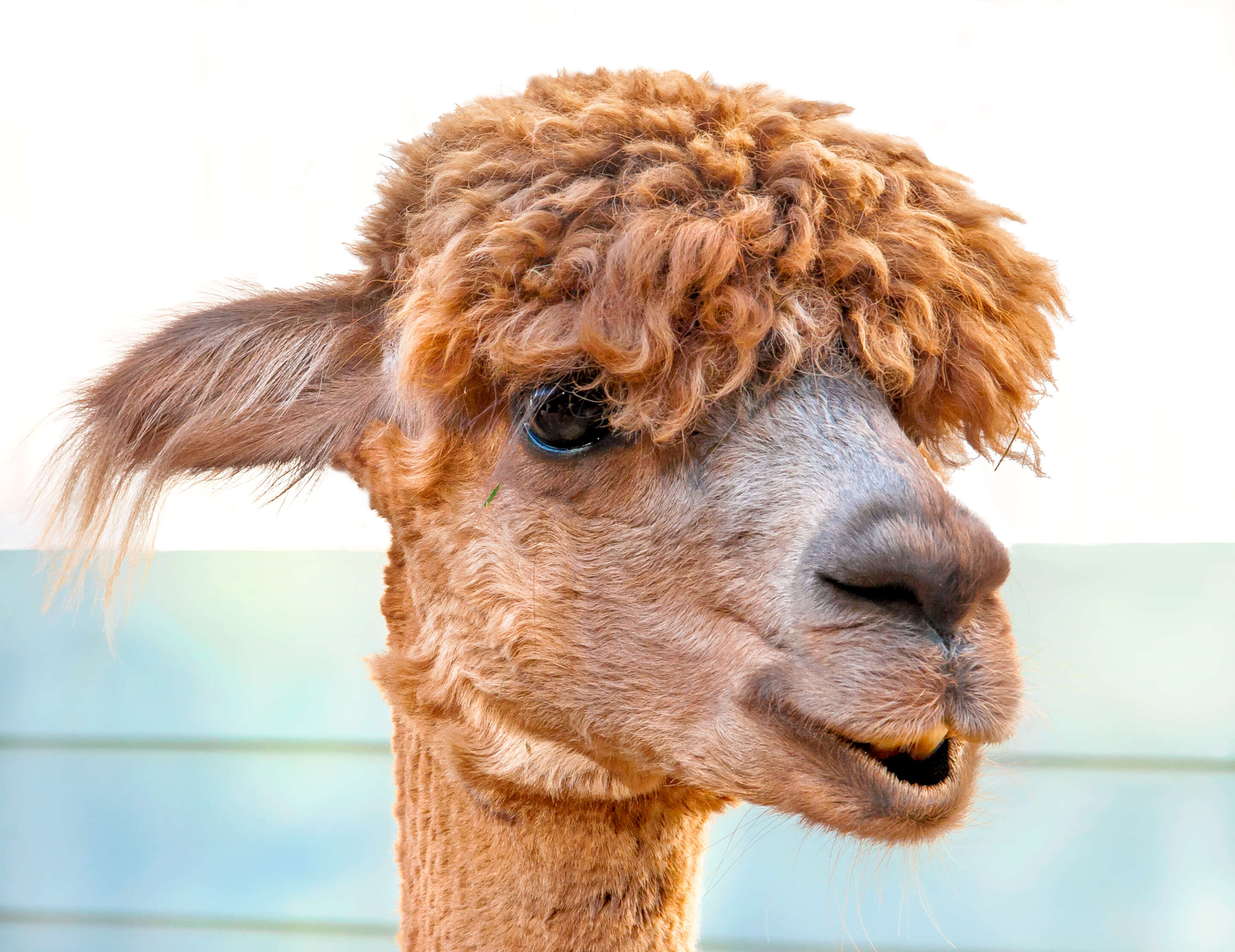 Image of llama