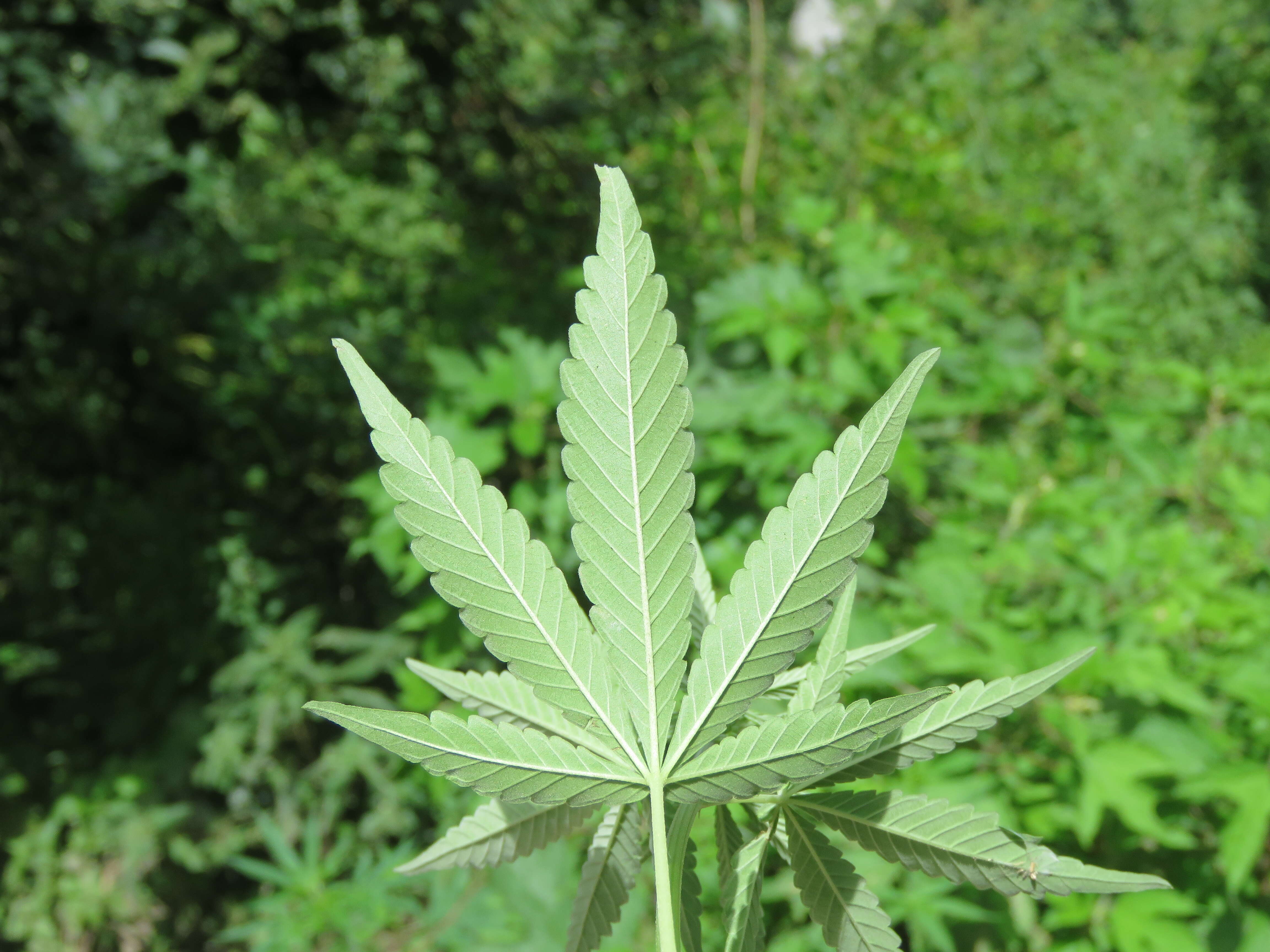 Image of marijuana