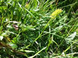 Image of Tofield's asphodel