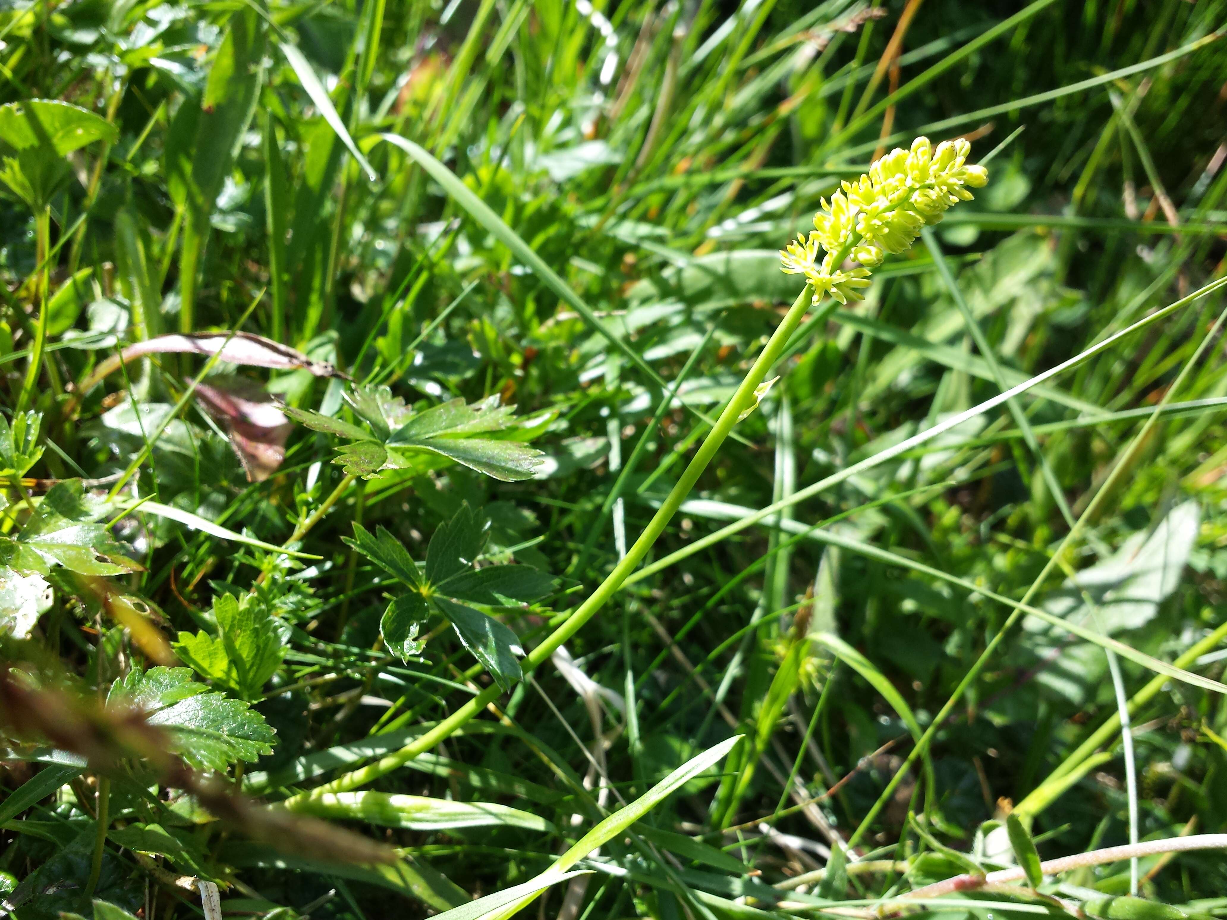 Image of Tofield's asphodel