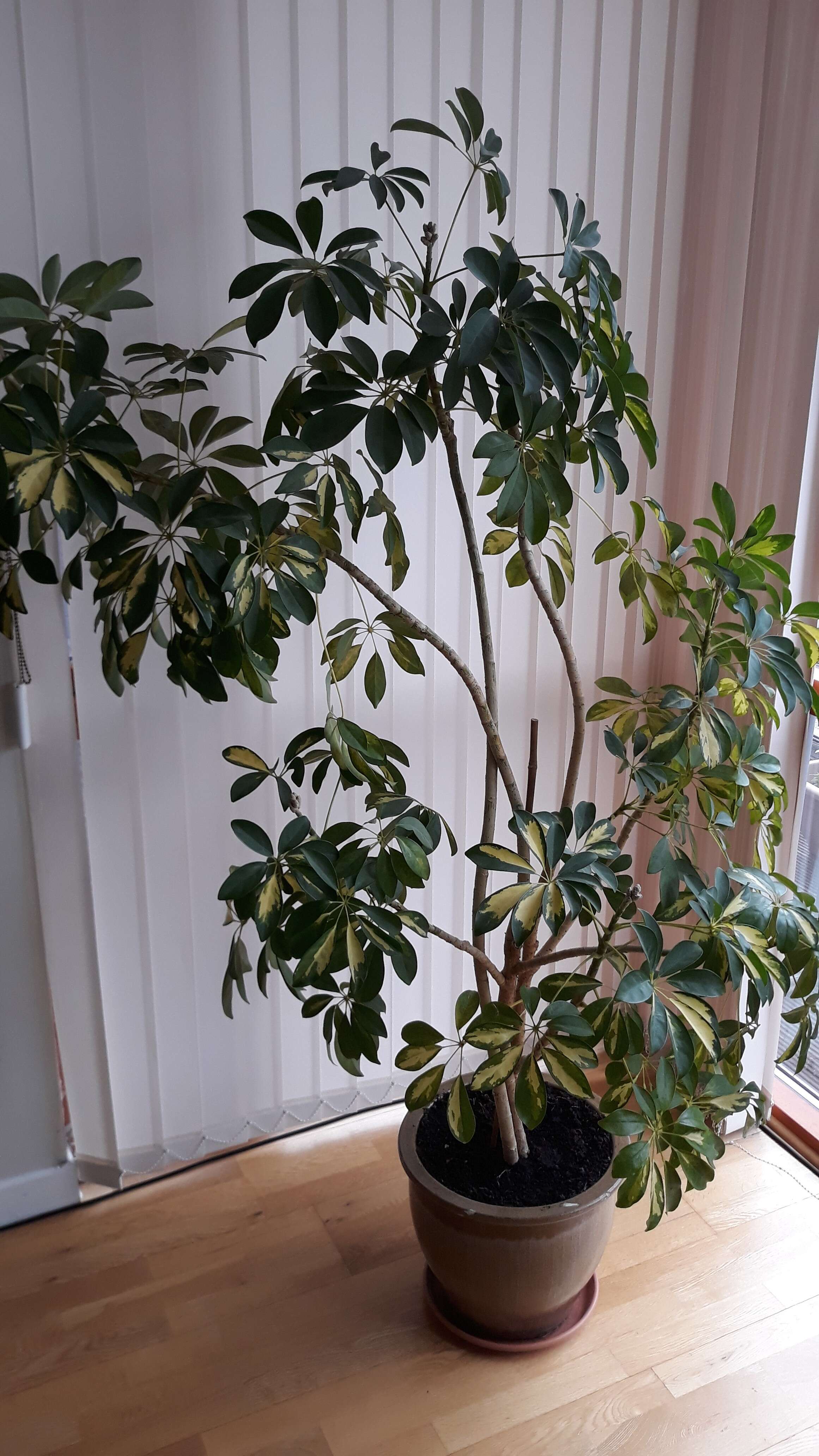 Image of Dwarf Umbrella Tree