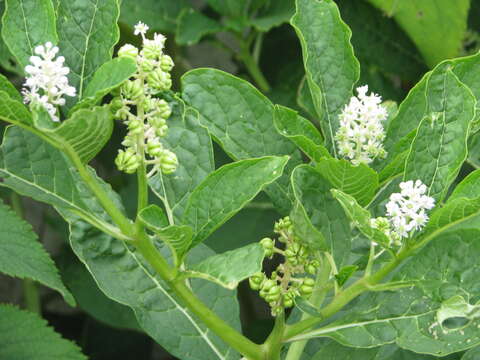 Image of Phytolacca acinosa Roxb.