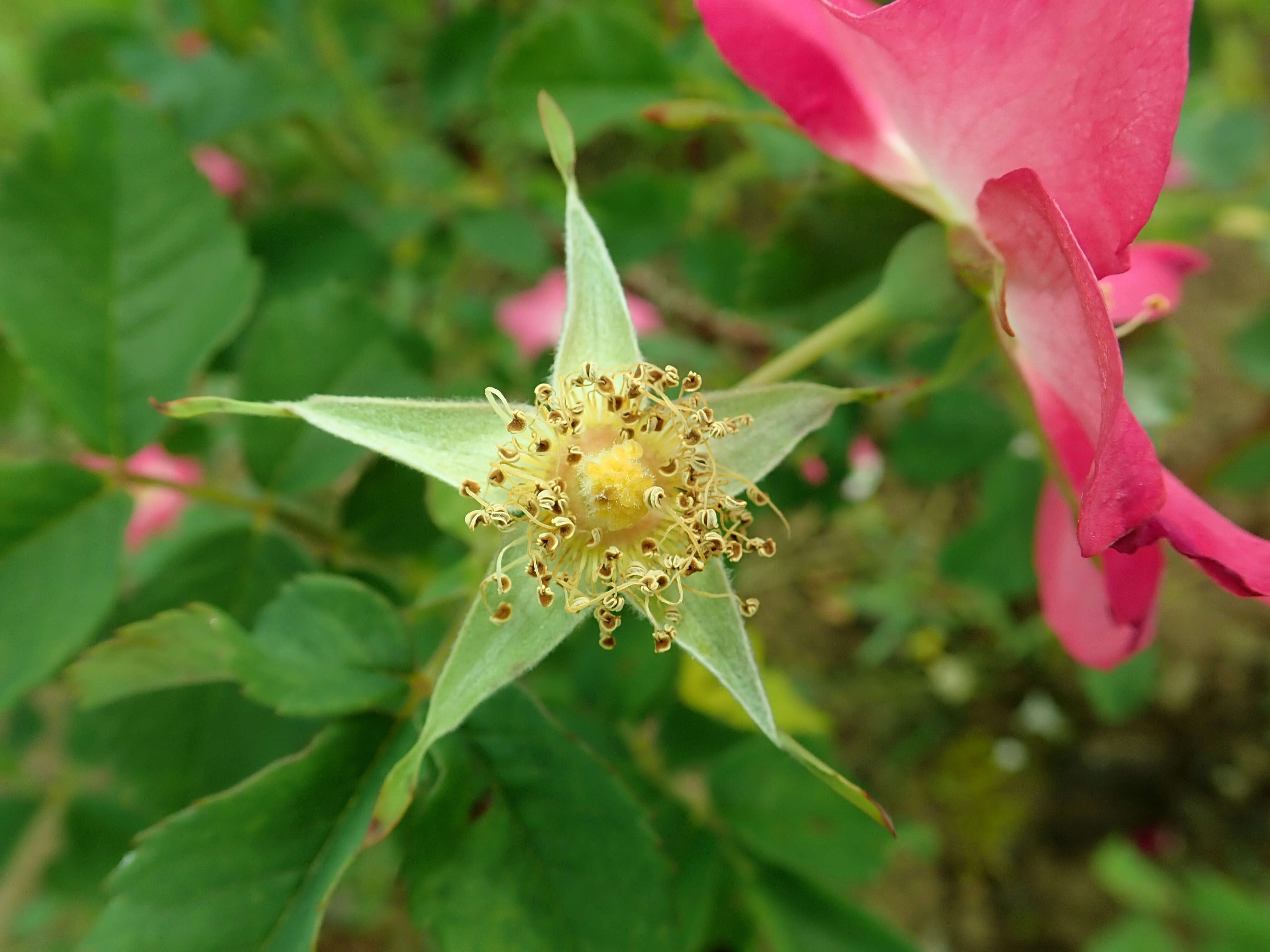 Image of prairie rose