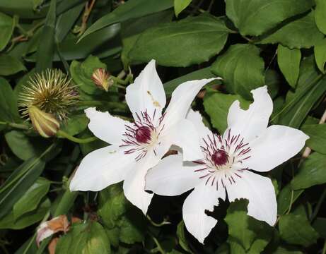 Image of Clematis