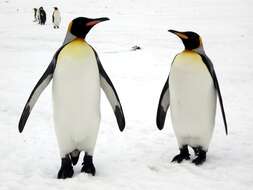 Image of King Penguin