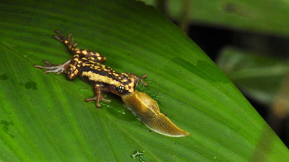 Image of Ochlandra shrub frog