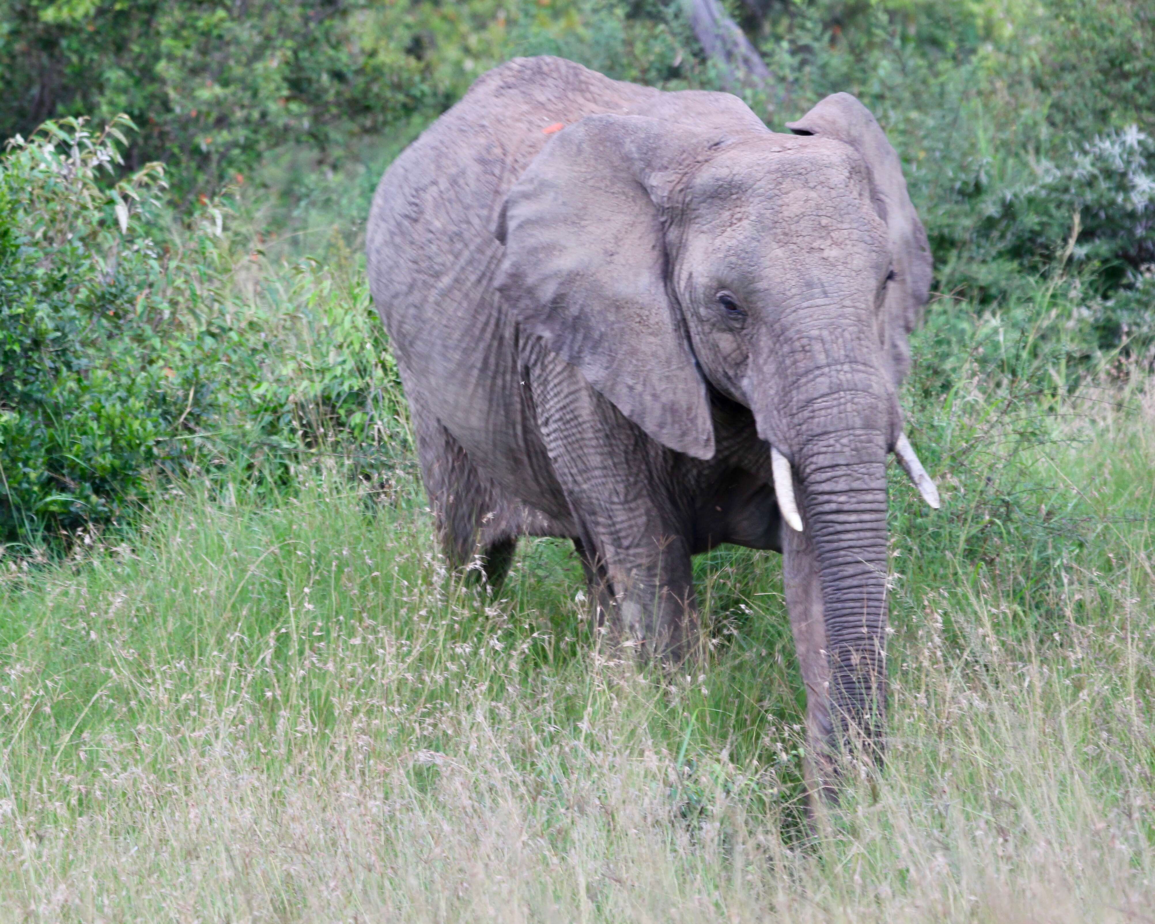 Image of African elephant