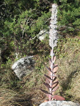 Kalanchoe luciae resmi