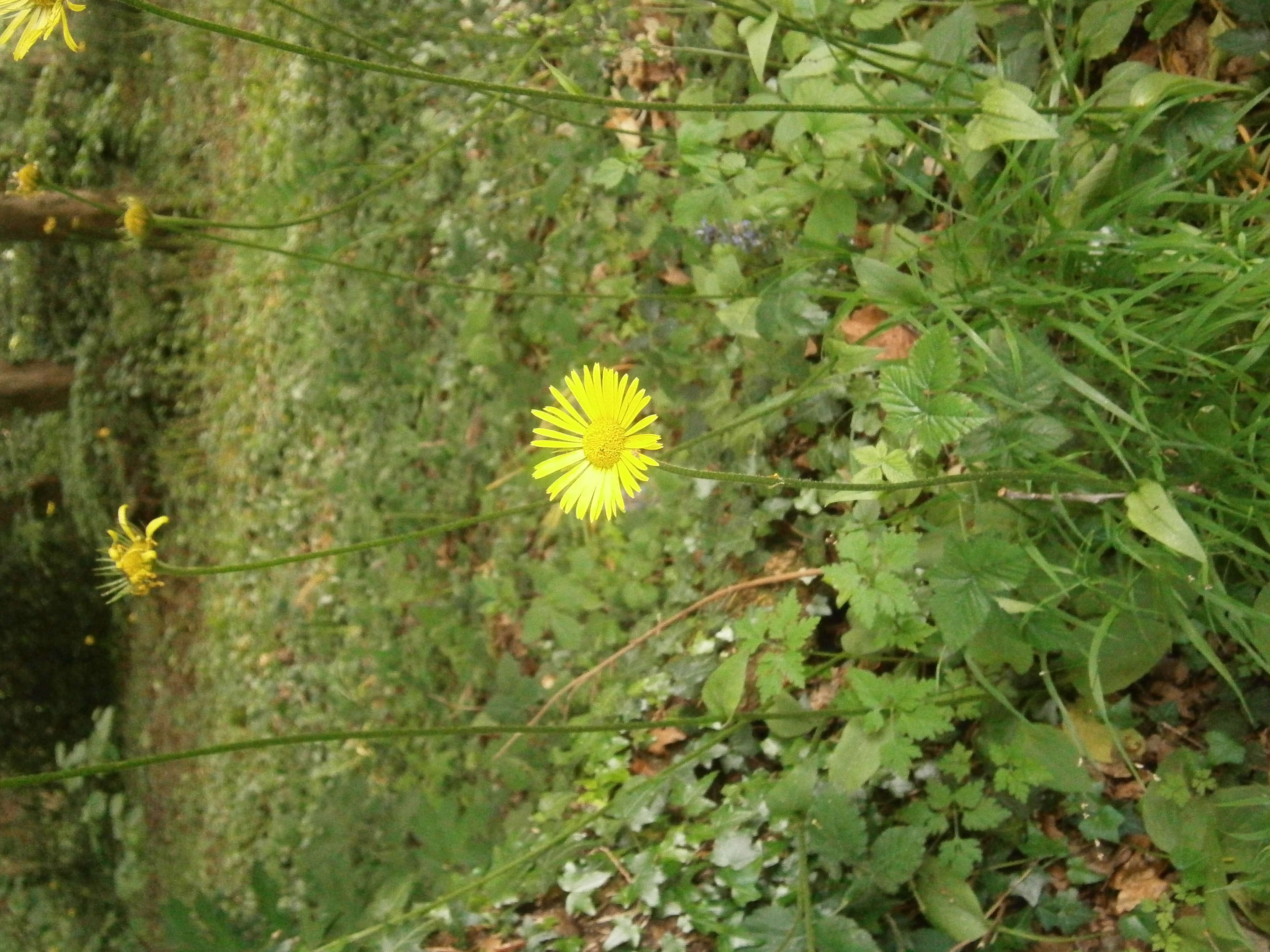 Doronicum plantagineum L. resmi