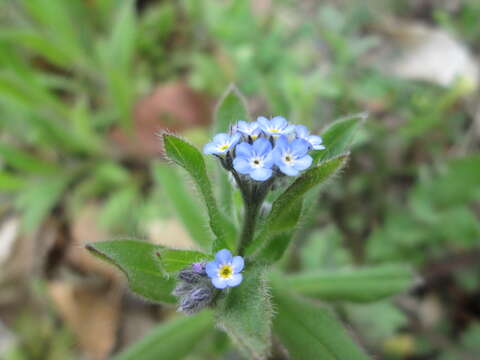 Image of field forget-me-not