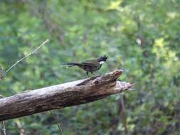 Image of Eastern Whipbird