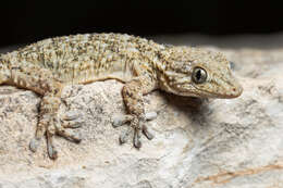 Image of Common Wall Gecko