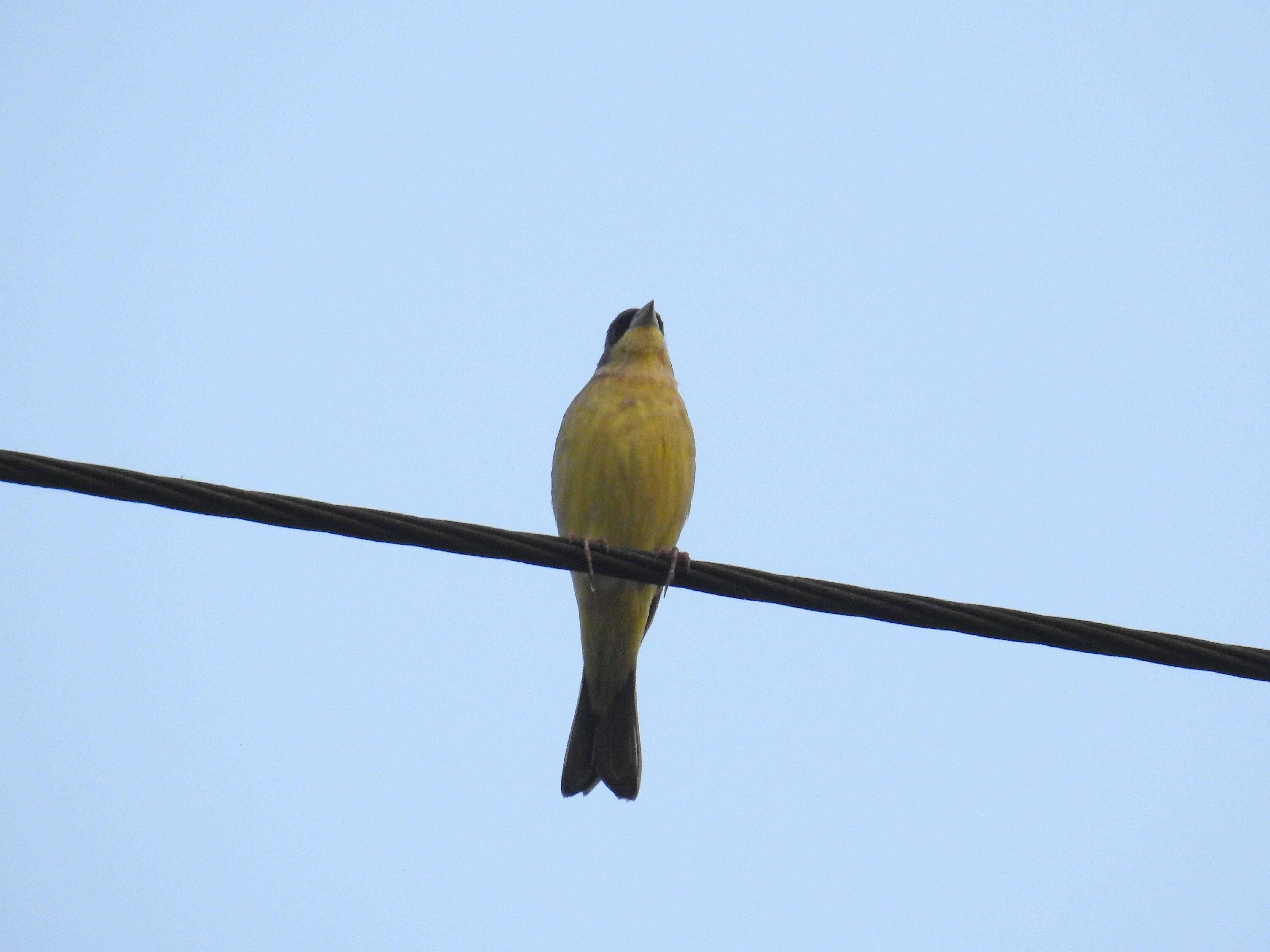 Image of Black-headed Bunting