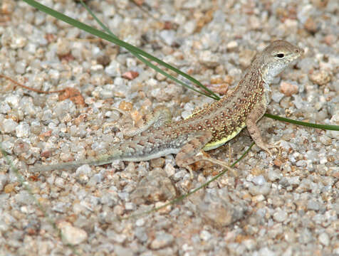 Image of Elegant Earless Lizard