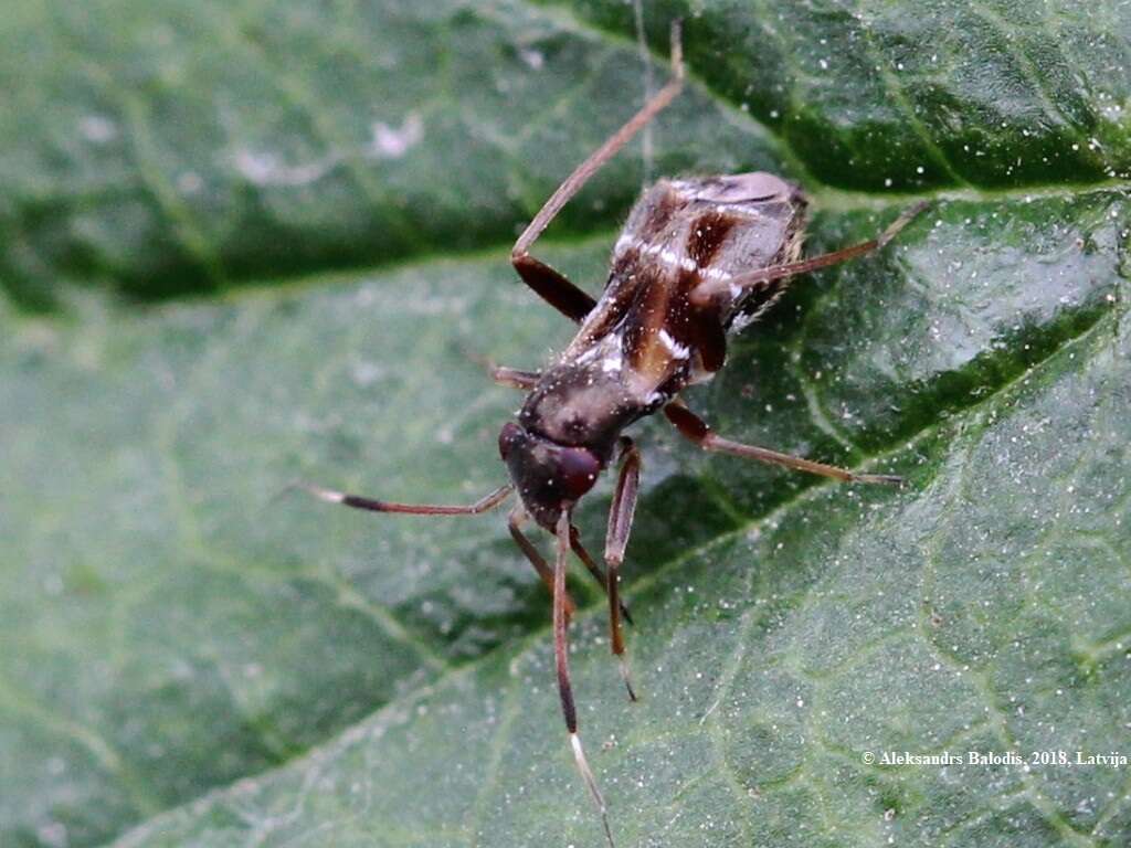 Image of Leaf bug