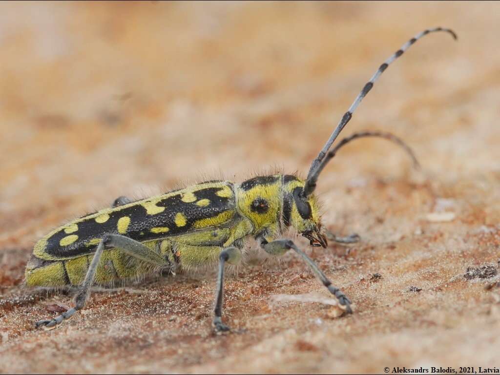 Saperda (Lopezcolonia) scalaris (Linné 1758) resmi