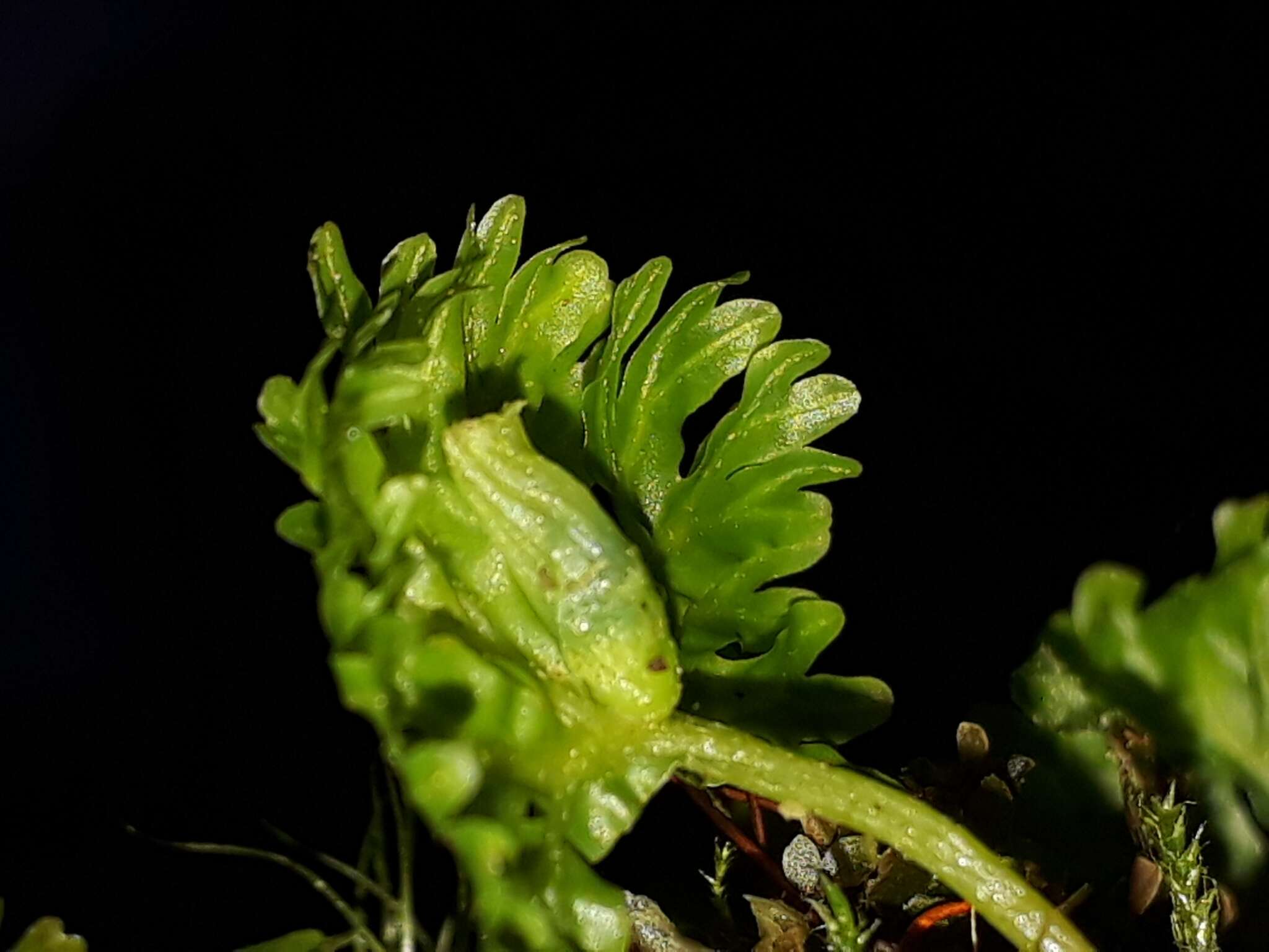 Image of Hymenophytaceae