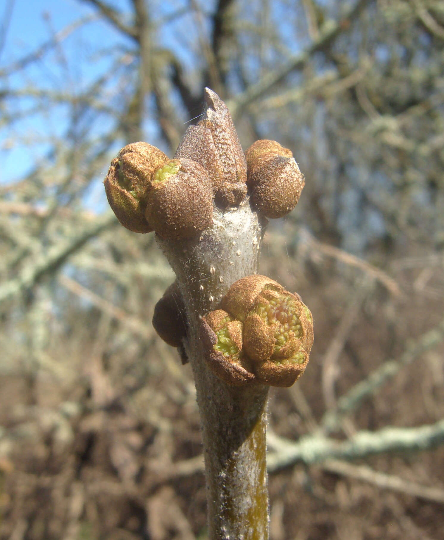 Слика од Fraxinus latifolia Benth.