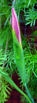 Image of Mexican Shellflower